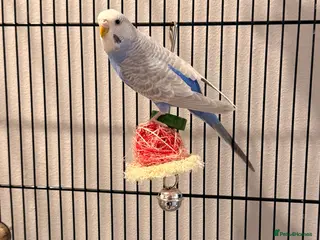 Budgerigars birds Beautiful budgies in Tonbridge - Advert 1