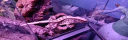 Gecko reptiles for sale: Crested geckos adult females stunning morphs - Advert 4