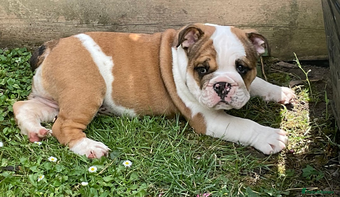 English Bulldog dogs for sale:  ENGLISH RED+WHITE MALE BULLDOG READY TO GO FRIDAY - Image 1