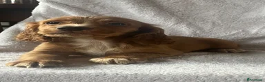 Cocker Spaniel 7