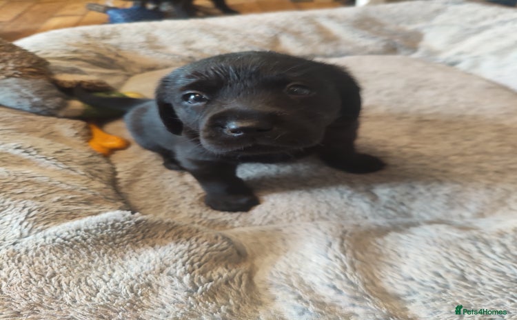 Labrador Retriever dogs - Advert 1