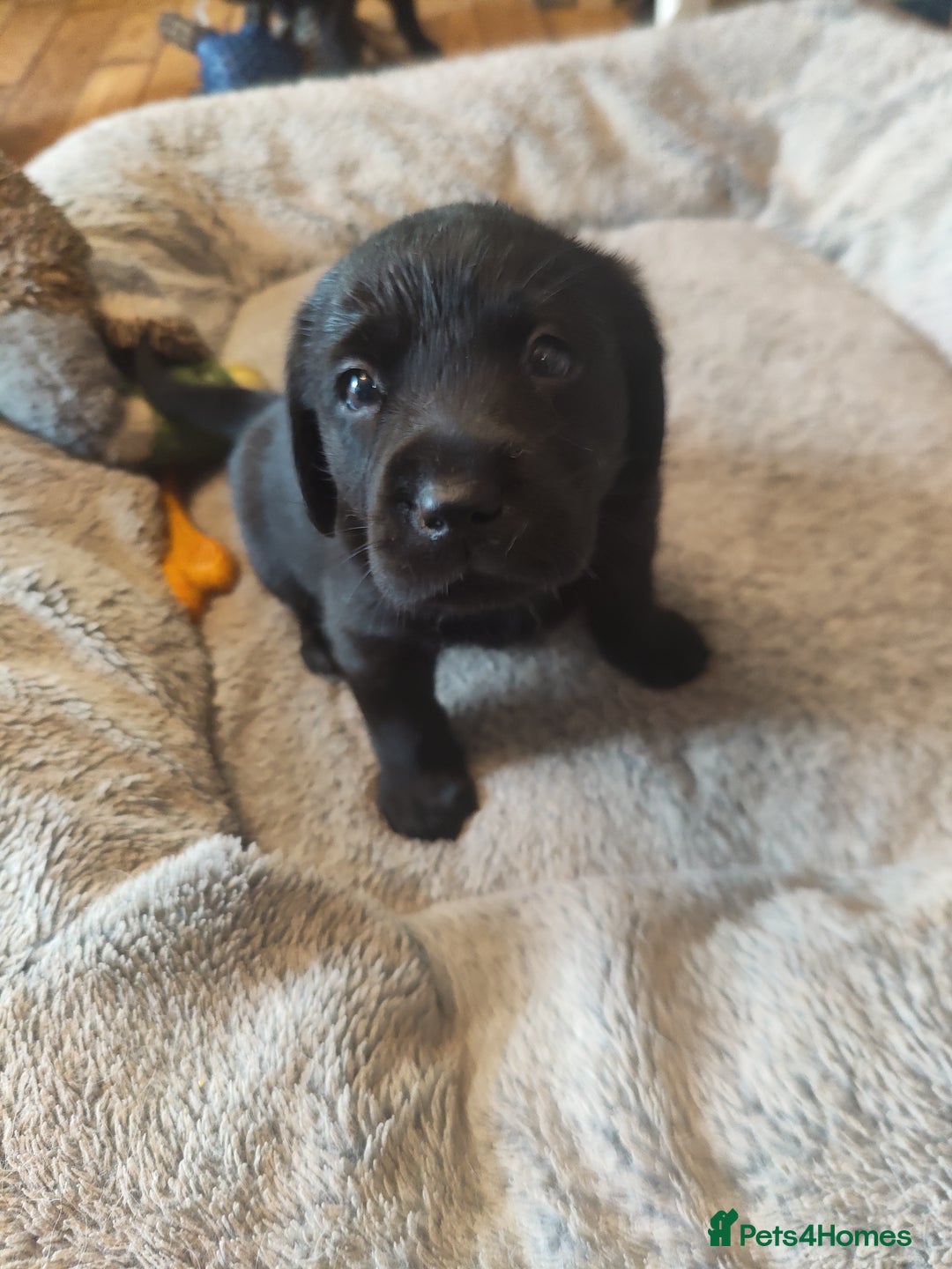 Labrador Retriever dogs for sale: Beautiful pedigree black Labrador pup's  - Image 1