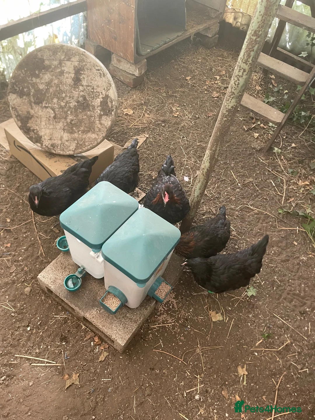 Chickens poultry for sale: Rooster free - Advert 4