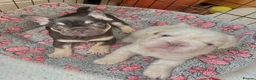 French Bulldog dogs for sale: Fluffy French Bulldog Puppies - Advert 21