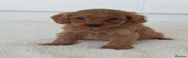Cockapoo 5