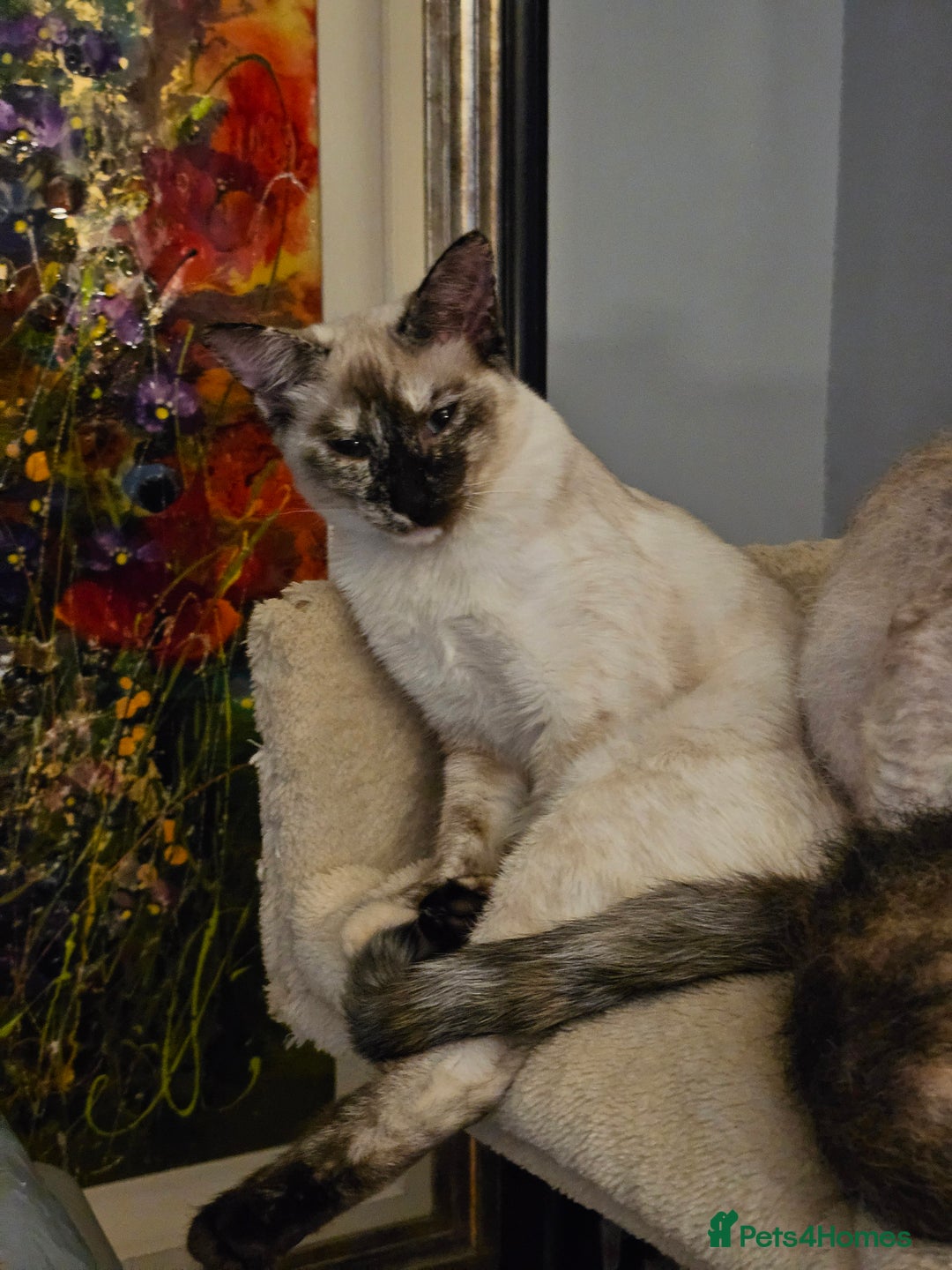 Sphynx cats for sale: Sphynx x Siamese kittens - Advert 7