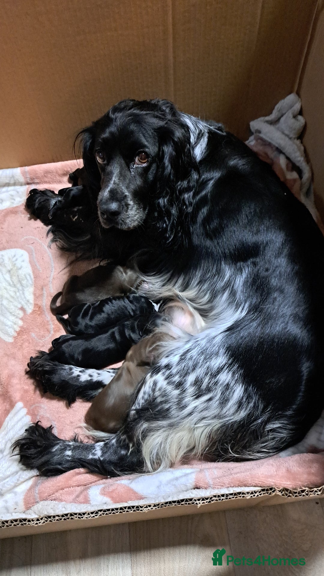 Cocker Spaniel dogs for sale: Cocker spaniels ready 21st December.  - Advert 12
