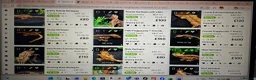 Gecko reptiles for sale: Beautiful Crested Geckos ready for new homes  - Advert 3