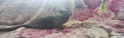 Russian Blue cats for sale: Fully TICA reg pedigree stunning kittens-READY NOW - Advert 33