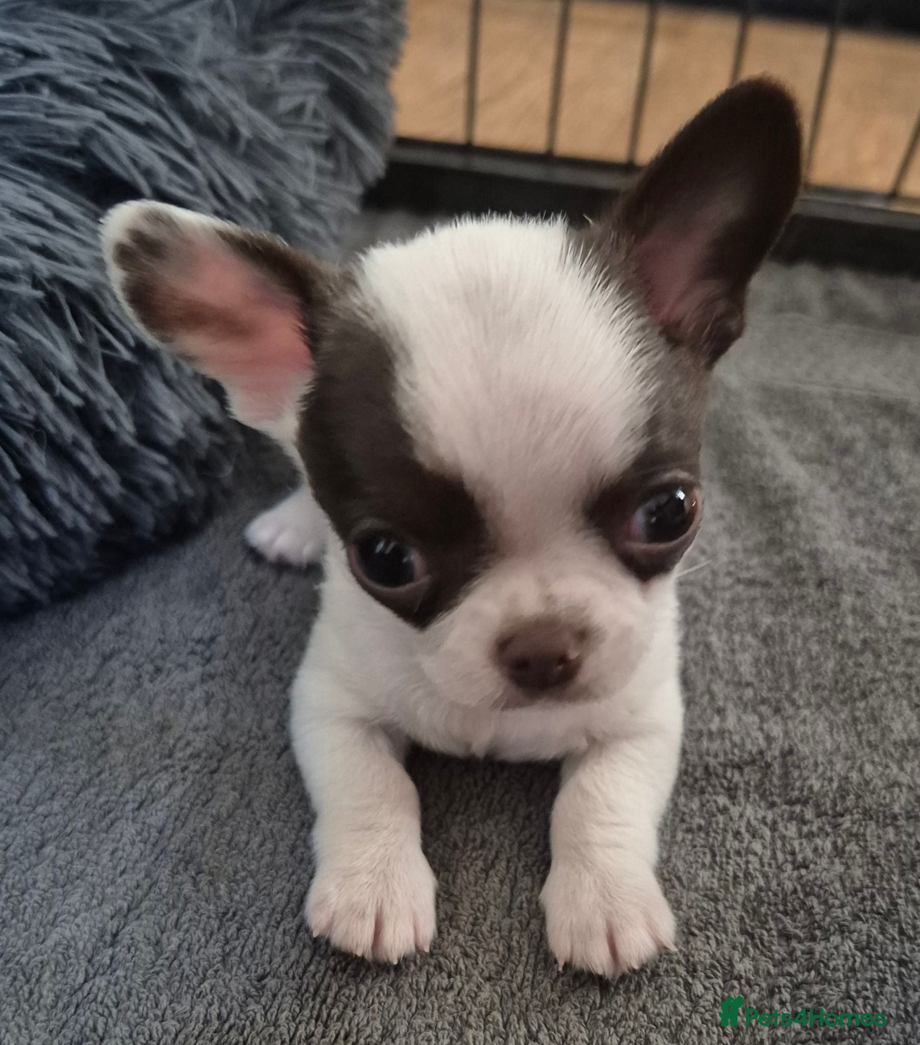 Chihuahua dogs KC puppies for sale  - Advert 7