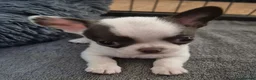 Chihuahua dogs for sale: KC puppies for sale  - Advert 2