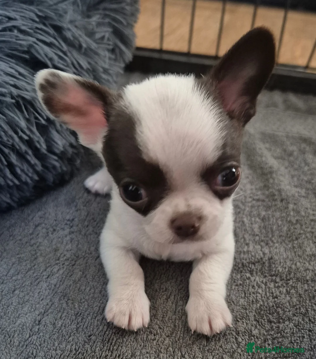 Chihuahua dogs for sale: KC puppies for sale  - Advert 2