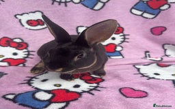 Rex rabbits for sale: Baby rex rabbits - ready to go - Image 12