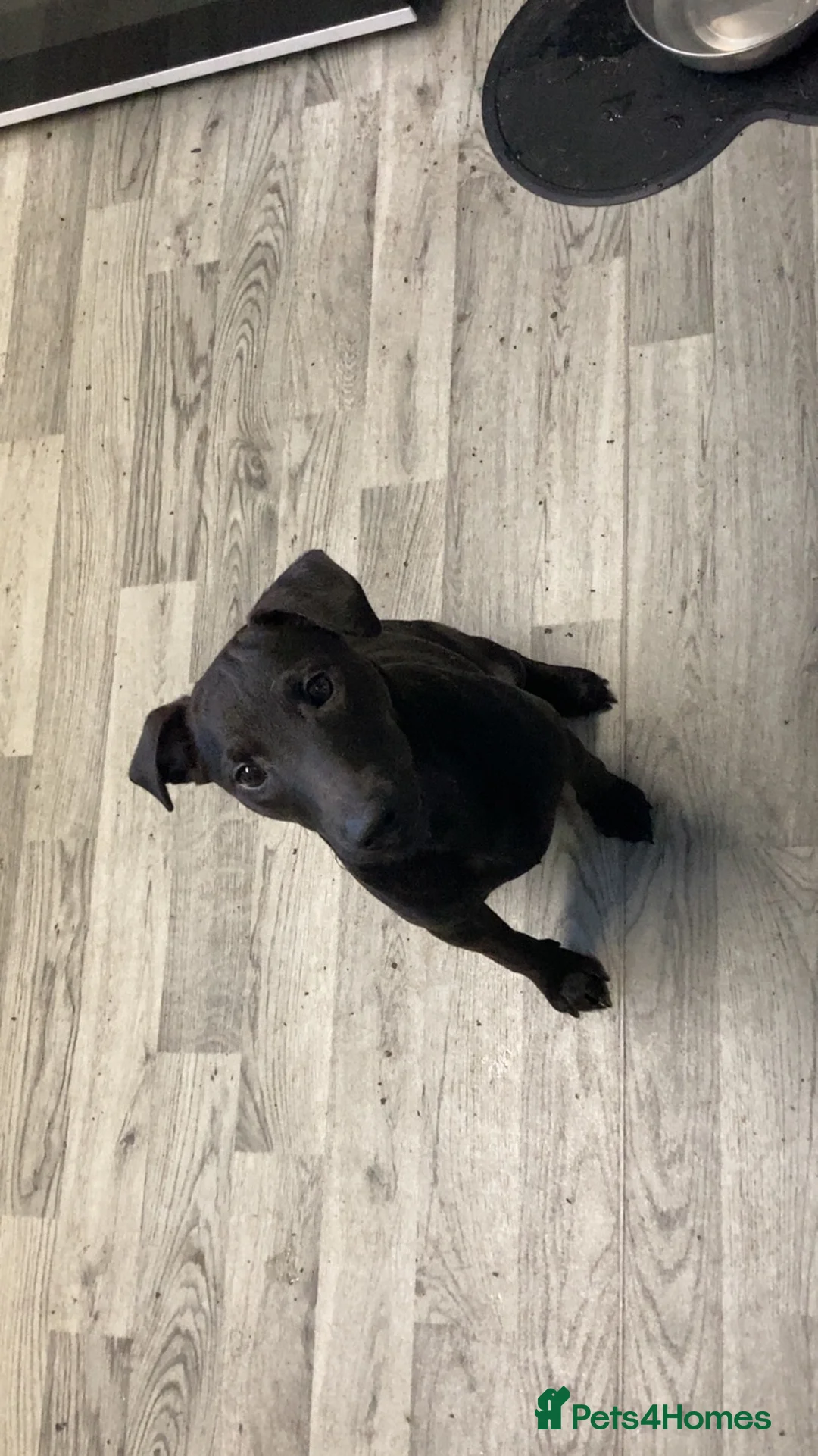 Mixed Breed dogs for sale: 6 month old patterdale x Lakeland  in Llandudno Junction - Advert 2
