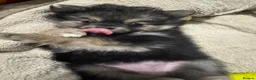 Pomeranian dogs for sale: PUREBRED POMERANIAN PUPS Cute Vaccinated & Playful in Leicester - Advert 4