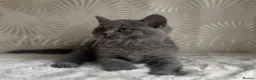 British Shorthair cats for sale: GCCF REGISTERED Kittens available  - Advert 4