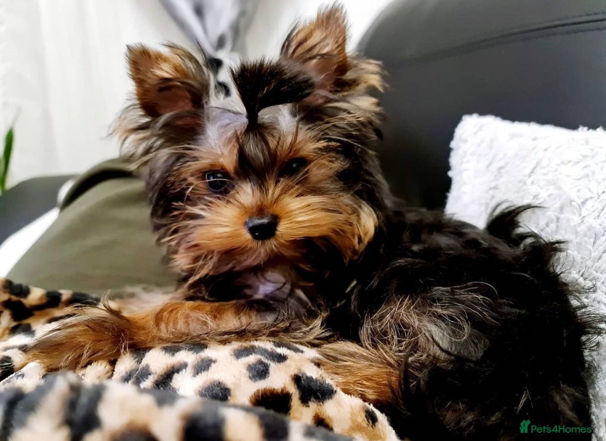 Yorkshire Terrier dogs  **  Yorkie for stud BOSTON - Advert 4