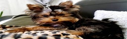 Yorkshire Terrier dogs for stud:  **  Yorkie for stud  in Leicester - Advert 8