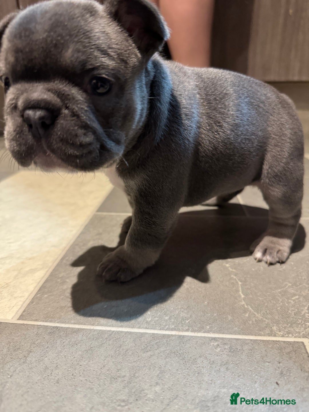 French Bulldog dogs for sale:  AMAZING PUPS  - Advert 24
