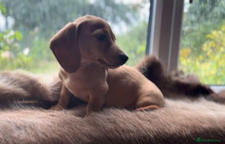 Miniature Dachshund dogs - Advert 2