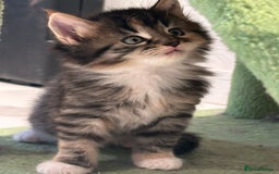 Maine Coon cats for sale: Stunning Mainecoon Kittens - Image 8