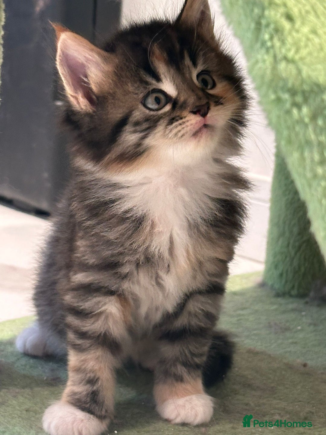 Maine Coon cats for sale: Stunning Mainecoon Kittens - Image 8