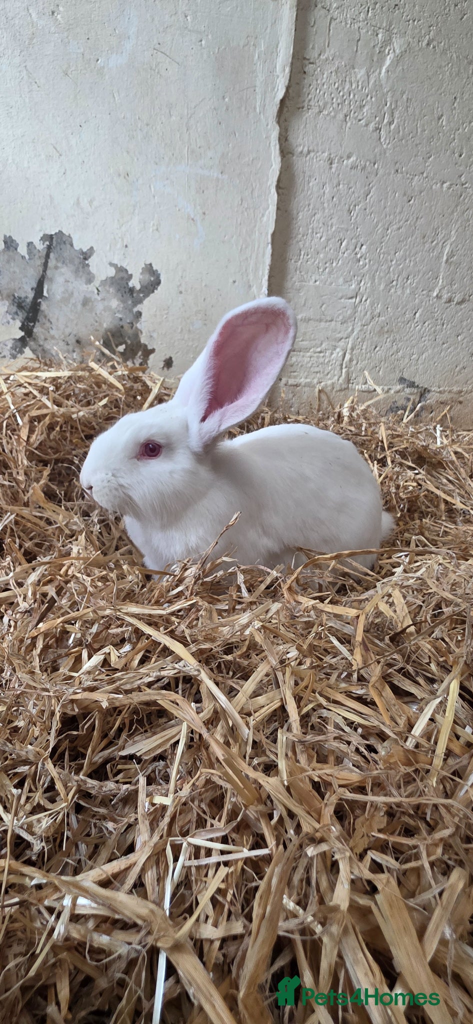 Continental Giant rabbits Continental Giants  - Advert 1