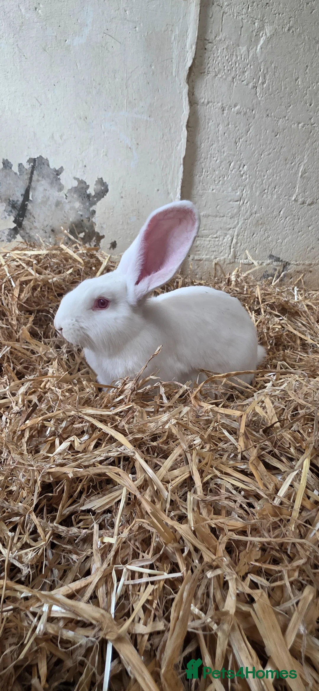 Continental Giant rabbits for sale: Continental Giants  - Advert 1