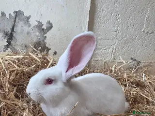 Continental Giant rabbits Continental Giants - Advert 7