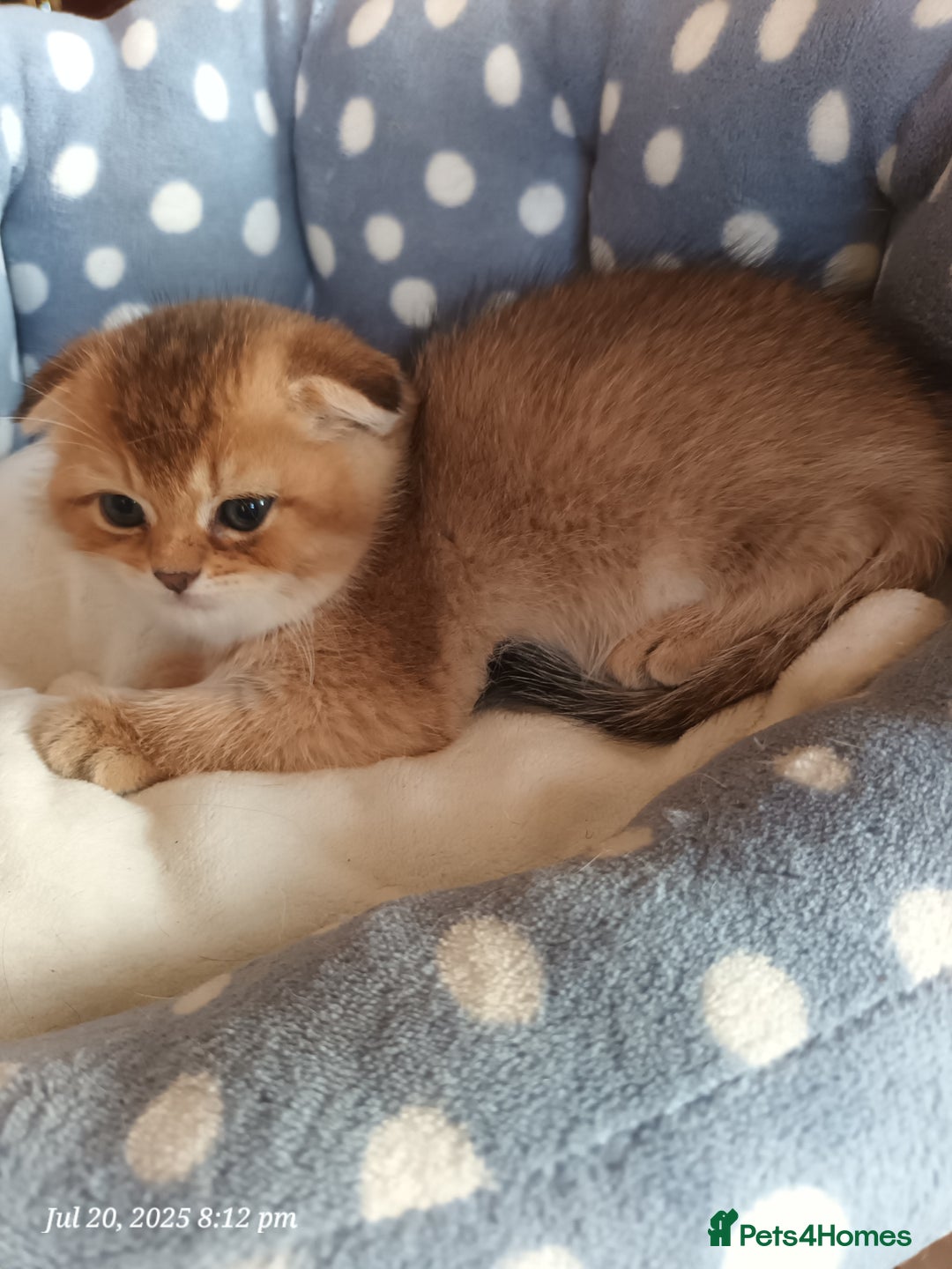 British Shorthair cats for sale: British grey shorthair and Scottish fold - Image 9