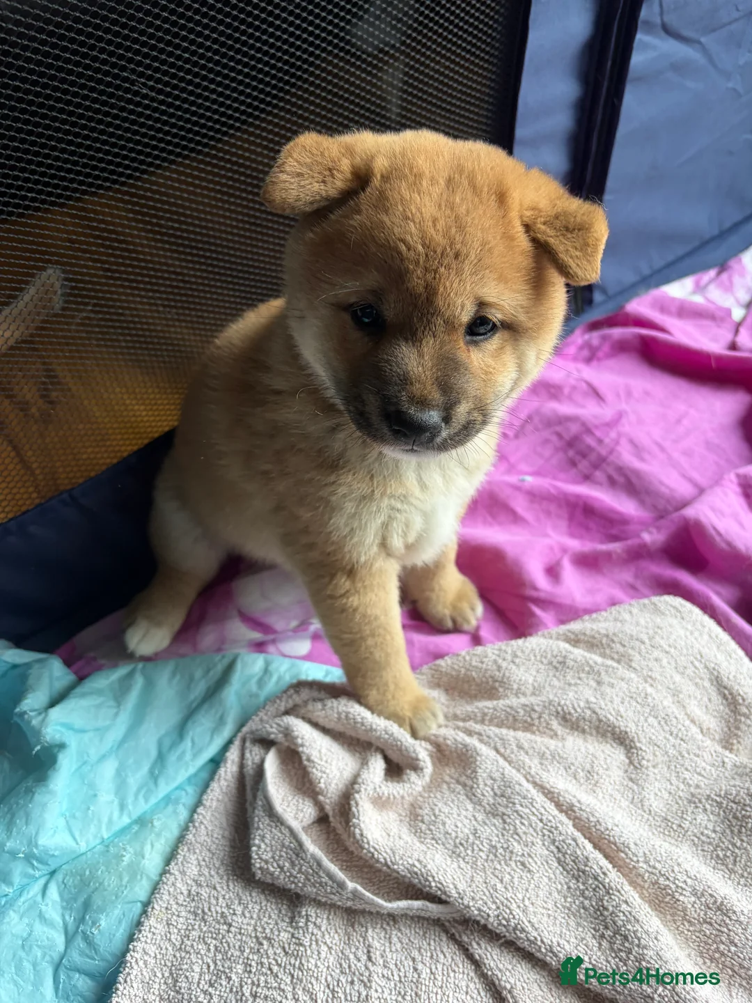 Japanese Shiba Inu dogs for sale: Beautiful Japanese Shiba Inu Boy – First Litter  - Advert 11