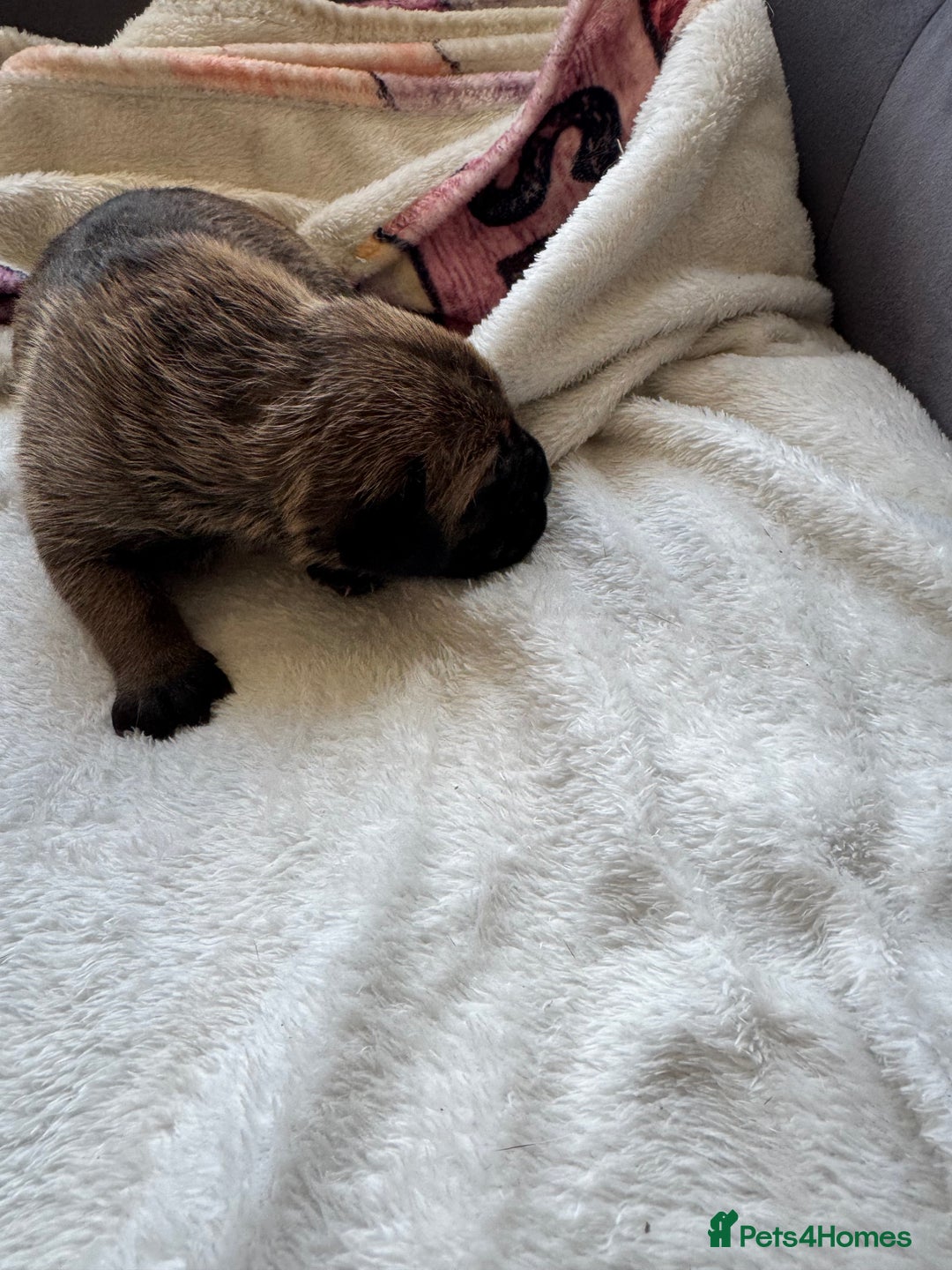 Cane Corso dogs for sale: 6 beautiful cane Corso puppies  - Advert 13