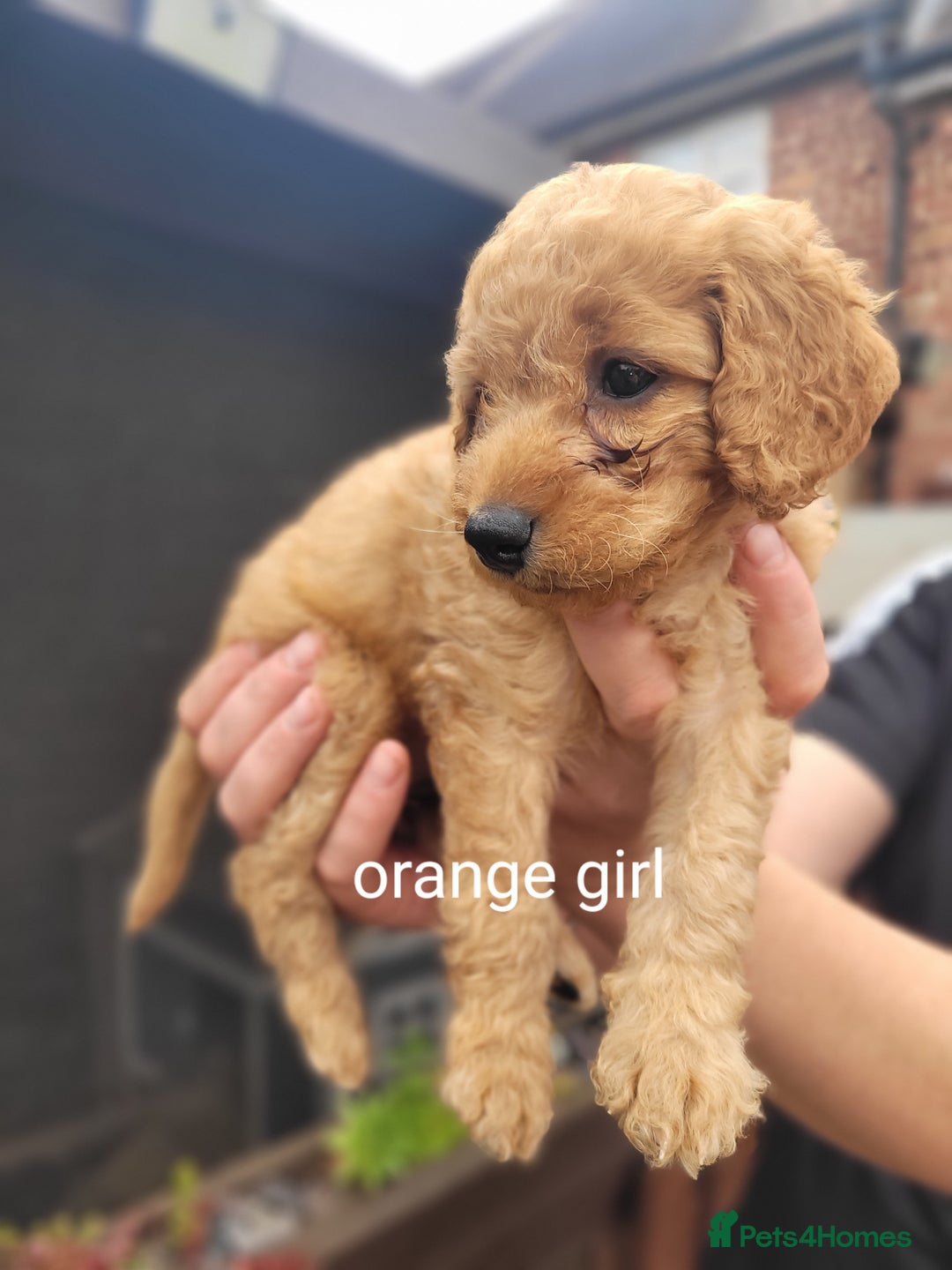 Labradoodle dogs for sale:  Apricot Doodle labradoodles - Image 25