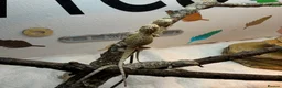 Bearded Dragon reptiles for sale: Baby Bearded Dragons. Visual Dunners & Hypos - Advert 15