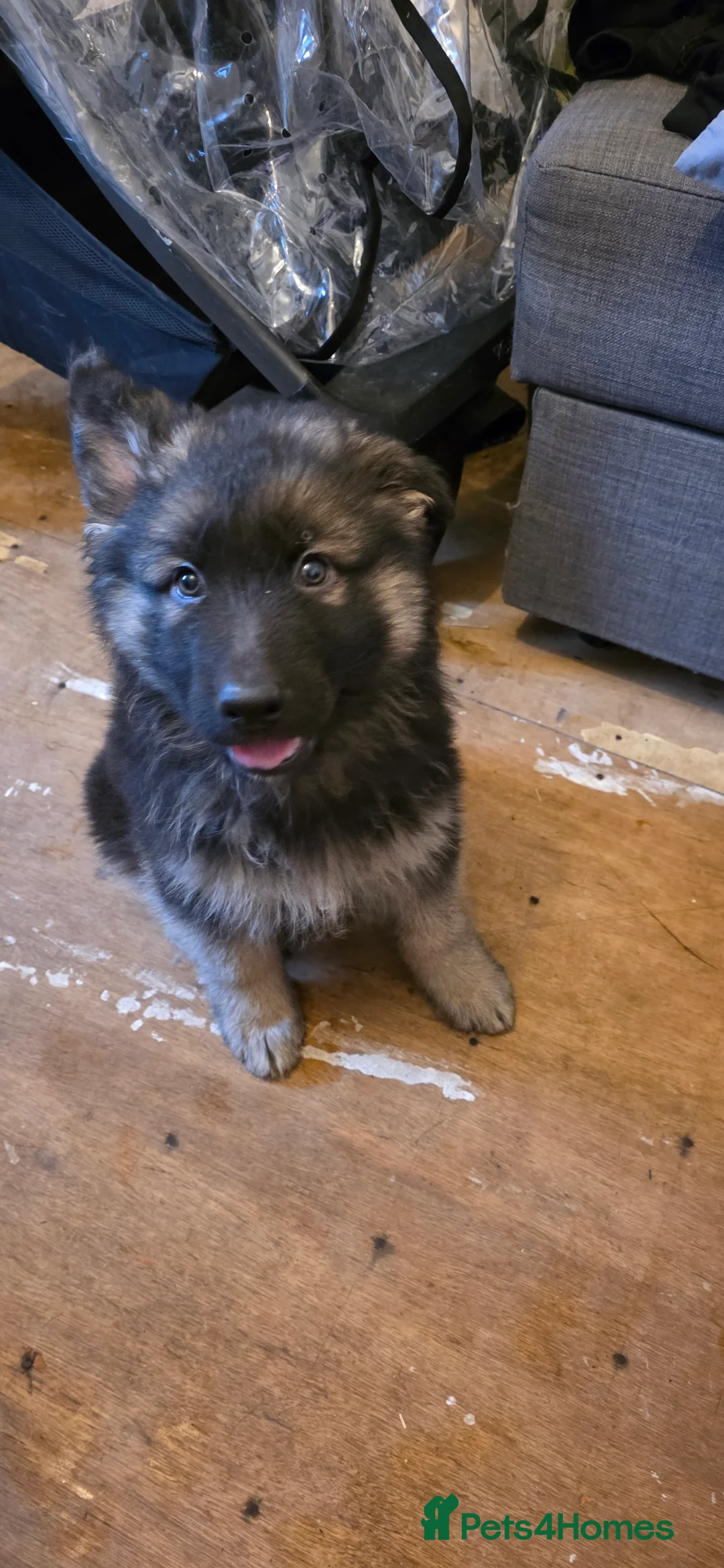 German Shepherd dogs for sale: German shepherd puppies - Advert 1