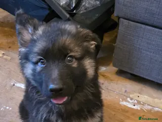 German Shepherd dogs German shepherd puppies - Advert 18