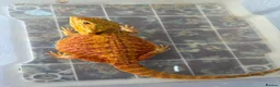 Bearded Dragon reptiles for sale: Stunning adult bearded dragons  - Advert 7