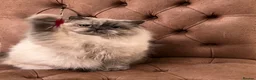British Shorthair cats for sale: Beautiful British Shorthair & British Longhair  - Advert 19