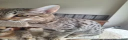 Savannah cats for sale: TICA SBTF7 Silver girl Europa very freindly - Advert 5