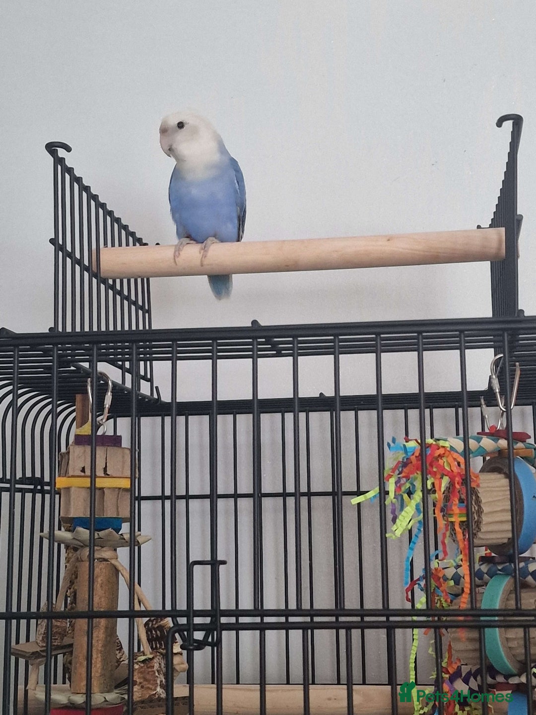 Lovebirds birds for sale: Female lovebird for sale.  - Image 1