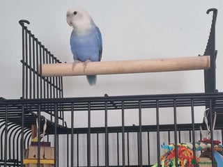 Lovebirds birds for sale - Advert 1