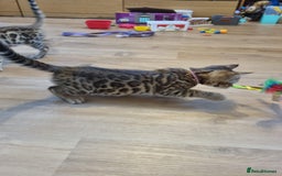 Bengal cats for sale: Quality bengal kittens TICA registered - Image 11
