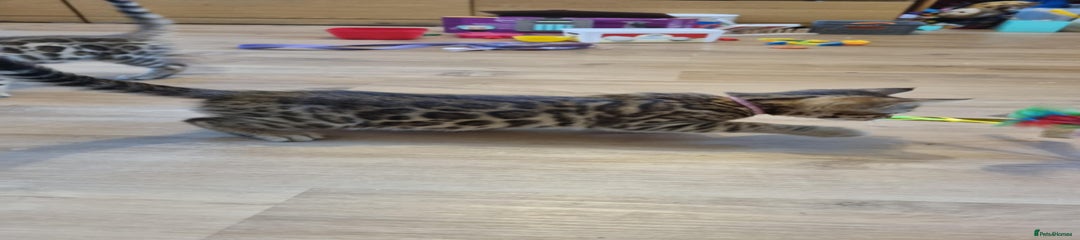 Bengal Kitten 2