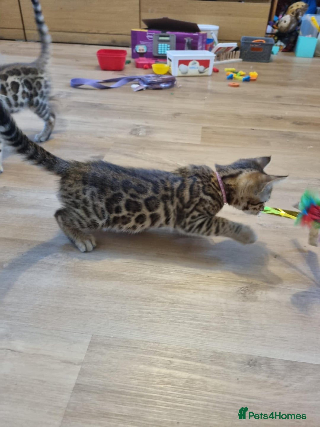 Bengal cats for sale: Quality bengal kittens TICA registered - Image 11