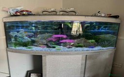 Other/Mixed Breed fish for sale: Beautiful tropical bow front corner fish tank - Image 2