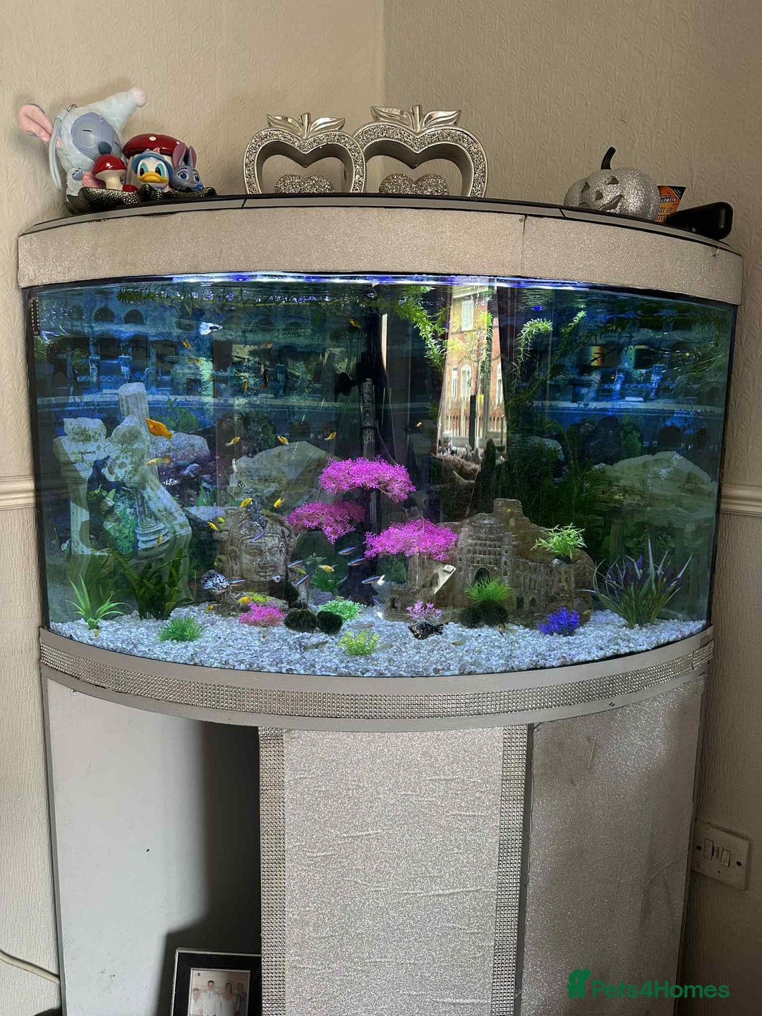 Other/Mixed Breed fish for sale: Beautiful tropical bow front corner fish tank - Image 2