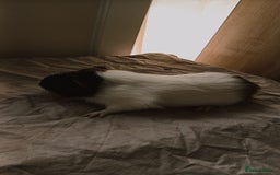 Guinea Pig rodents for sale: 4 Guinea pigs boys and girls  - Image 5