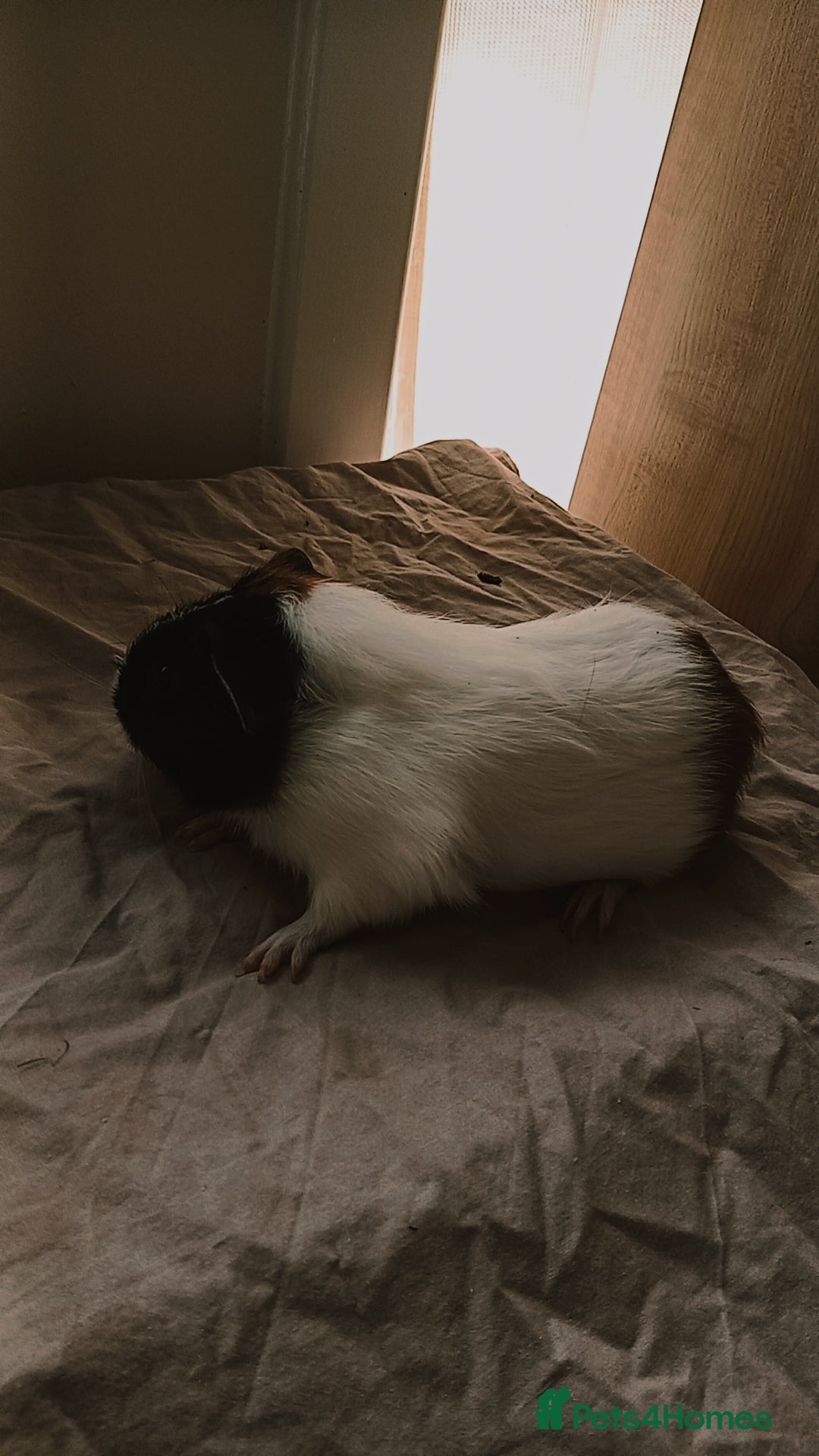 Guinea Pig rodents for sale: 4 Guinea pigs boys and girls  - Image 5