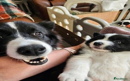 Border Collie dogs for sale: B. C. Puppies black and white kc reg - Advert 2