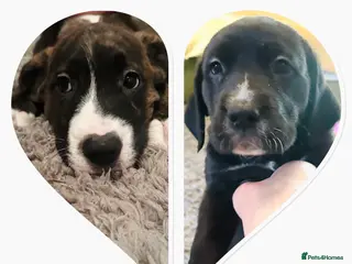 Mixed Breed dogs 🖤🤎2 🤎🖤Labrador-Cane Corso Puppies - Advert 16